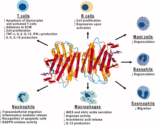 Figure 1. Pleiotropic effects of galectin-1 on immune cells. Galectin-1 is up-regulated in inflammation and infection and contributes to the regulation of immune cells in physiological and pathological conditions. Galectin-1 is involved in both the adaptive and innate immune responses and predominantly exerts anti-inflammatory effects on different immune cell types. (X-ray crystallographic data of galectin-1 (1GZW) [56] was accessed at the MMDB Database (NCBI, NLM, NIH, Bethesda, MD, USA) and the ribbon diagram was generated with Cn3D and Adobe Photoshop 7.0. The jelly-roll structure of galectin-1 includes two antiparallel β-sheets (F1–F5 in yellow; S1–S6a/b in red); the carbohydrate-recognition domains encompass the S4–S6a/S6b sheets on the concave face of the subunits.)