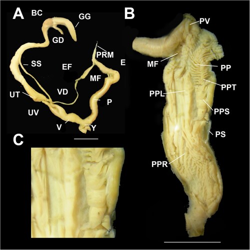 Figure 17. Genital details of Figuladra barneyae. A, Genitalia; B, Penis interior; C, Apical central penial chamber showing central ridge and longitudinal row of bold spade-like pustules. A–C, QMMO70436, Connors Hump, MEQ. Scale bars = 10 mm.