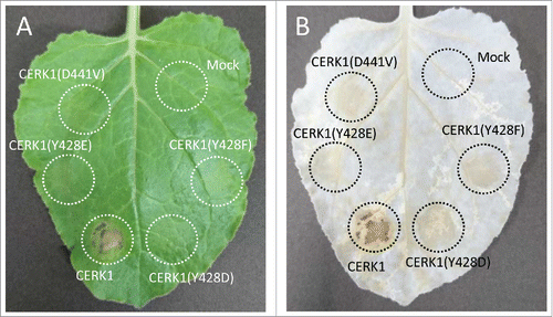 Figure 1. Evaluation of cell death induced by the overexpression of CERK1 constructs in N. Benthamiana. N. benthamiana was grown under a photoperiod of 14 h of light (20°C) and 10 h of darkness (22°C). A. tumefaciens C58C1 carrying the corresponding construct was infiltrated into N. benthamiana leaves using a syringe. Cell death induced by the overexpression of CERK1 constructs was monitored at 4 days after infiltration. (A) Macroscopic observation, (B) observation after decoloration with ethanol : acetic acid (3 : 1). The plasmids for transient expression in N. benthamiana were constructed as follows and finally inserted into pGWB14.Citation17 pENTR/D-TOPO CERK1(D441V) and CERK1(Y428F) were generated as reported previously.Citation9 pENTR/D-TOPO CERK1(Y428D) and CERK1(Y428E) were amplified from pENTR/D-TOPO CERK1 using PrimeSTAR Max DNA Polymerase with primer pairs 5′-TTTAGAAGATATCCACGAGCACACGG-3′/5′-TGGATATCTTCTAAACCTCTAGCTGAGTCTAGT-3′ and 5′-TTTAGAAGAAATCCACGAGCACACGG-3′/5′-GTGGATTTCTTCTAAACCTCTAGCTGAGTCTAG-3′.