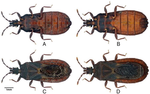 Figure 1. Neuroctenus yunnanensis Hsiao, 1964, reference image. A, B. male; C, D. female; A, C. dorsal view; B, D. ventral view (the photos were obtained by Xiaoshuan Bai at the Molecular lab, College of Life Science and Technology, Inner Mongolia Normal University, China).