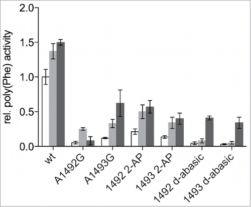 Figure 3. Effects of streptomycin and paromomycin on modified reconstituted ribosomes. Paromomycin (gray) and streptomycin (black) were added to a final concentration of 5 µM. The poly(Phe) translation activity of wt ribosomes without antibiotics (white) was set to 1. The values are means ± SEM of at least 3 independent experiments.