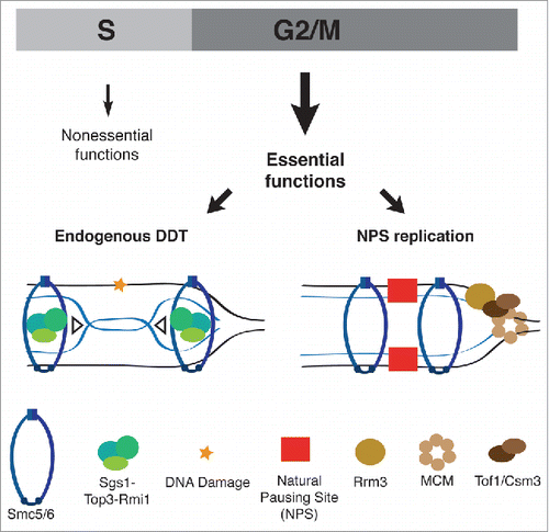 Figure 1. Schematic representation of Smc5/6 essential functions manifested in G2/M. Smc5/6 cooperates with Sgs1-Top3-Rmi1 in resolving recombination intermediates arising during endogenous DNA damage tolerance, and with the Rrm3 helicase in facilitating replication through vulnerable natural pausing site elements.