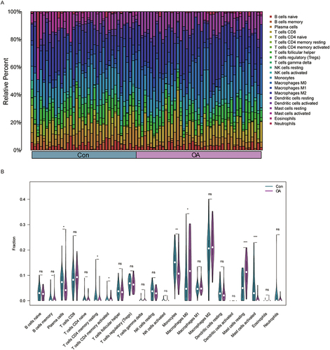 Figure 2 Comparison of the immune infiltration landscape between the Con and OA groups. (A) Stacked histogram of changes in the proportion of immune cells. (B) Infiltration of 22 immune cells in the Con group and OA group. p < 0.05= *, p < 0.01= **, p < 0.001= ***, p >0.05= ns.