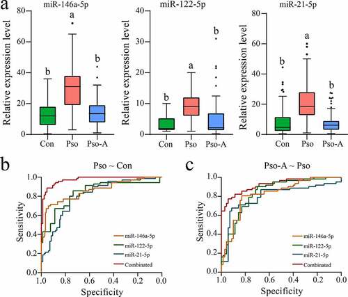 Figure 4. Validation analysis of the candidate miRNAs. a. The plasma-derived miRNAs from the Con (n = 80), Pso (n = 75), and Pso-A (n = 62) groups were analyzed using quantitative PCR. The significant difference between the two groups is evaluated through one-way ANOVA. The same letter represents insignificant difference, while different letters represent significant difference (p < 0.05). b. ROC analyzes the sensitivity and specificity of candidate miRNAs as diagnostic markers of psoriasis vulgaris. c. ROC analyzes the sensitivity and specificity of candidate miRNAs in order to evaluate the therapeutic effect of Acitretin