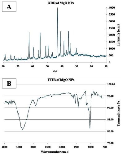 Figure 1. Showing the Characterization of MgO NPs A) XRD, B) FTIR.
