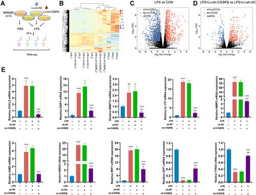 Figure 2 RNA-seq analysis of DEGs after C/EBPβ inhibition. (A) Flow chart of sample preparation for RNA-seq. (B) Heat maps of differentially expressed genes (DEGs). (C) Volcano plot indicating substantial changes in gene expression between the LPS and CON groups (up) and (down). (D) Volcano plot indicating substantial changes in gene expression between the LPS + Lv-sh-C/EBPβ and LPS + Lv-sh-NC groups (up) and (down). (E) Validation of C/EBPβ-regulated DEGs in alveolar macrophages using RT-qPCR. **p < 0.01, and ***p < 0.001 compared with the CON group. ###p < 0.001 compared with the LPS + sh-NC group.