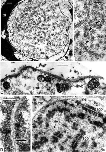 Figure 4. Prophase I of meiosis in Alsophila setosa and in Psilotum nudum. A–C. Alsophila setosa (zygotene stage): A. The formation of synaptonemic complexes; the process of meiotic clarification of the cytoplasm is in progress and the reduction of ribosome number, increasing of the number of autolytic vacuoles and formation of cup-like plastids are evident in meiocyte cytoplasm; B. Synaptonemic complexes (arrowheads) at higher magnification; lateral elements are visible; C. The cytoplasm of the meiocyte is essentially clarified; clusters of vesicles surrounded with a membrane (arrows) are located in the vicinity of the wall, some of them attached to it: these could be multivesicular bodies. D, E. Psilotum nudum (zygotene and pachytene stage): D. Zygotene sinaptonemic complex of a chromosome dyad with a central element (arrow; from Gabarayeva, Citation1984b , figure 3; reproduced with permission); E. Pachytene synaptonemic comlexes, most are cut longitudinally. Abbreviations: see Figure 1. Scale bars – 2 μm (A), 1 μm (B, E), 500 nm (C, D).