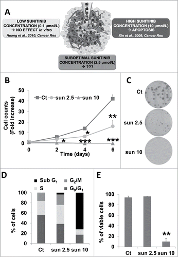 Figure 1. A sunitinib concentration below the IC50 slowed down cell proliferation but did not induce cell death. (A) General schema illustrating the different concentrations to which RCC cells may be exposed to in a tumor. (B) The proliferative capacity of 786-O cells in the absence (Ct) or presence of increasing concentrations of sunitinib (sun) was evaluated by counting the cells at the indicated times. Data are the mean fold increase ±SD. The fold increase of untreated cells was taken as the reference value for statistics. Statistical significances of the results compared to untreated cells are indicated; *, P < 0.05; **, P < 0.01; ***, P < 0.001. (C) Clonal growth of 786-O cells in the absence (Ct) or presence of sunitinib (sun) (2.5 or 10 μmol/L). (D) The proportion of cells in each phase of the cell cycle was determined by DNA labeling with propidium iodide followed by FACS analysis. (E) Determination of viable cells in the absence (Ct) or presence of 2.5 μmol/L (2.5) or 10 μmol/L (10) of sunitinib (sun).