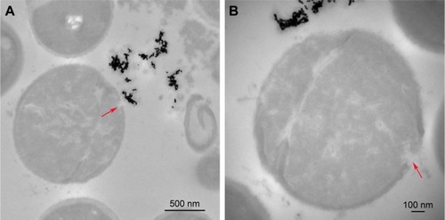 Figure 3 TEM images of Staphylococcus aureus after treated with 15 µg/mL of Ag/AuNRs for 24 hours. Arrows indicate where “Pits” were formed on the cell membrane.Note: (A) Low magnification, (B) high magnification.Abbreviation: TEM, transmission electron microscope.