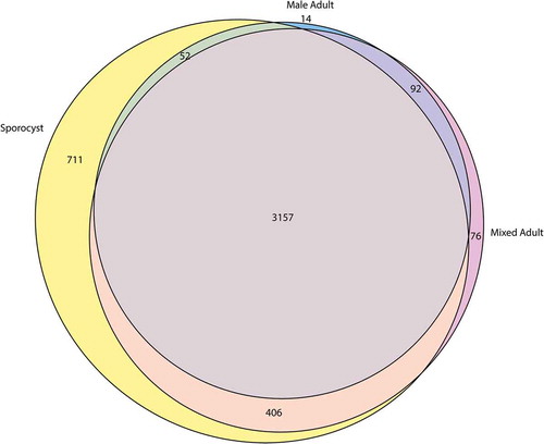Figure 2. Euler diagram of the newly identified lncRNAs that are differentially expressed S. mansoni. Only the transcripts with average TPM ≥ 1 from triplicate datasets were included for this analysis.
