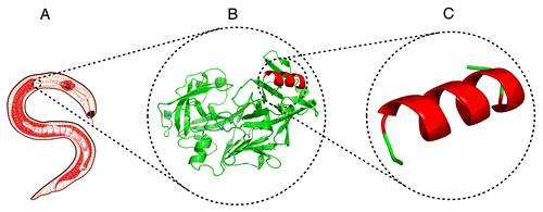 Figure 1. The evolution of vaccines: (A) traditional vaccine utilizing a whole pathogen, (B) protein-based subunit vaccine, and (C) peptide-based subunit vaccine.