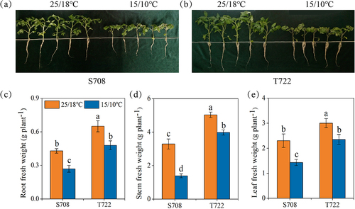 Figure 1. Effect of sub-optimal temperature on morphological and fresh weight of the two tomato cultivars. (a and b) the growth status of tomato seedlings with or without sub-optimal temperature; (c) root fresh weight; (d) stem fresh weight; (e) leaf fresh weight of S708 and T722 cultivars at control (CK, 25/18℃) and sub-optimal temperature (T, 15/10℃). Values are the mean±SD (n=3). Different low letters above the column denote the significant difference according to Tukey’s HSD test (p < 0.05).
