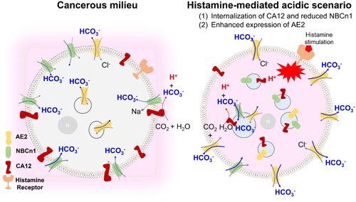 Figure 6. Schematic illustration of cellular pH regulation through the histamine-mediated acidic scenario. NBCn1 and its associated CA12 co-localize at the plasma membrane. Histamine stimulation induces convergent trafficking of pH-associated proteins such as internalised CA12 and reduced NBCn1 and enhanced expression of AE2 in lung cancer cells. Internalised CA12 and reduced NBCn1 exhausted cytosolic bicarbonate and the enhanced AE2 exacerbates bicarbonate efflux. This histamine receptor activation-induced phenomenon mediated acidic cytosol as termed acidic scenario.