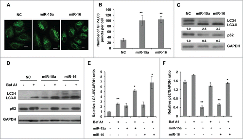 Figure 1. MiR-15a and miR-16 increase autophagic activity. (A, B) MiR-15a and miR-16 promote GFP-LC3 puncta formation. HeLa cells stably expression GFP-LC3 were transfected with miR-15a, miR-16 or negative control (NC). Cells were fixed at 48 h post transfection. (A) Representative images were captured by confocal microscope. Scale bar, 10 μm. (B) Quantitative analysis of GFP-LC3 puncta in (A). Data shown are means ± SD of three independent experiments. **P < 0.01. (C) Over-expression of miR-15a or miR-16 induces LC3-II conversion and p62 degradation. Densitometric analysis were calculated using Image J software. (D) Overexpression of miR-15a and miR-16 increase autophagic flux. HeLa cells transfected with NC, miR-15a or miR-16 were treated with Baf A1 (10 nM) for 2 h. Western blotting was performed to analyze the status of LC3, p62 and GAPDH. (E) Densitometric analysis of LC3-II/GAPDH or (F) p62/GAPDH ratios from immunoblots using Image J. Data shown are means ± SD of three independent experiments. *P < 0.05, **P < 0.01, student 2-tailed t test.