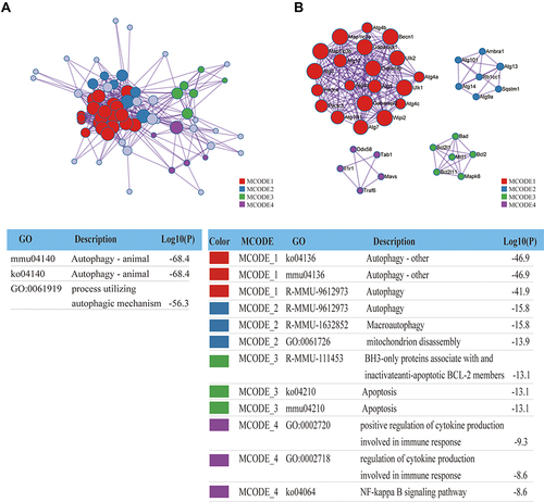 Figure 3 Construction of interactive network. GO enrichment analysis was applied to each MCODE network. The same color nodes represent an interactive network and perform similar biological functions (A). Four MCODE components were constructed with the screened hub genes (B). Each interactive network with different colors own different score values.