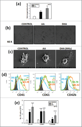 Figure 1. AA/DHA promotes Megakaryocyte differentiation – CD34+cells when grown in presence of AA/DHA favor megakaryocyte differentiation. (A) significantly higher TNC count in AA/DHA set (B). Morphology of cells in the 3 sets as seen under the Phase contrast microscope (40X) and (C) Scanning Electron microscope. (D) Representative overlay of one sample showing phenotypic marker expression for CD41,CD61 and CD42b of MKs on day 14 as labeled on X-axis respectively,the colors of overlay represents each set, blue- control, green- AA and orange-DHA. (E) Cumulative data from 3 samples.