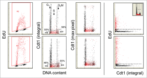 Figure 3. Relationship between expression of Cdt1 and EdU incorporation. Similar as in Figures 1 and 2, the cells were exposed to EdU for 30 or 60 min, the EdU labeled cells were gated (colored red; A and E) and the EdU incorporation is correlated with expression of Cdt1 and cellular DNA content (B, C, F, and G). Also presented is a direct relationship between Cdt1 and EdU incorporation (D and E). The inset in (D) shows DNA content histogram of cells from this culture. The details on gating strategy and “paint-a-gate” data analysis are described in the legend to Figure 1; the dashed skewed lines represent the top level of fluorescence of the cells stained with the secondary Ab only and thus discriminate between the Cdt1 negative and positive cells. As is evident, essentially all cells incorporating EdU are Cdt1 negative. Among the Cdt1-negative cells at the G1 to S transition the cells that did not incorporate EdU are 55% and 46% for the 30 and 60 min EdU pulses and 56% and 55% at the S to G2 transition.