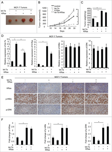 Figure 7. Let-7a inhibits tumor formation via KRas in vivo. MCF-7 cells transfected with lenti-let-7 and/or KRas(2×106 cells per site) mixed with matrigel (1:1) were injected into the mammary fat pad of immunodeficient mice supplemented with long-release estradiol pellets. Tumor size was measured every 4d until the tumors were harvested. The data was shown as mean ± SEM for N > 6 separate tumors for each group. (A) Images of tumors dissected from the mice. (B) The tumor size (mm3) versus days of post injection. (C) Tumor was weighted after resection at the end of experiment. (D) mRNA levels of let-7a, KRas, IκBα and ERK were determined by qRT-PCR in tumors. (E and F) IHC staining detected the protein level of KRas, p-IκBa and p-ERK in tumor tissues derived from mice. Data for quantified IHC was shown as mean ± SEM for N = 4 tumors in each group.