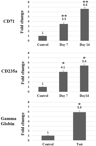 Figure 3. Relative expression of CD71, CD235a and Gamma globin in differentiated cells in comparison with control cells on days 0 and 14. Relative expression of CD71, CD235a, and Gamma globin significantly elevated in differentiated cells in comparison with control cells. Errors bars represent standard deviation. *P = 0.001 and **P = 0.0001.