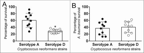 Figure 1. Cryptococcus neoformans (Cn) serotype A strains displayed higher survival percentage than serotype D strains after interactions with Acinetobacter baumannii (Ab). (A) Percentage survival of Cn serotype A and D strains after interaction with Ab. (B) Percentage survival of Ab after interaction with Cn strains. For A and B, bars are the averages of the results for 10 strains (each symbol represents an individual cryptococcal strain) per serotype, and error bars denote standard deviations (SDs). Asterisk denotes P-value significance (P < 0.05) calculated by Student's t-test. Each experiment was performed thrice with similar results obtained.