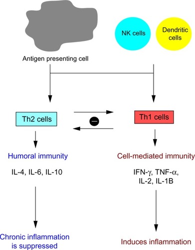 Figure 2 Factors determining T-lymphocyte differentiation in inflammatory bowel disease.Abbreviations: Th, T-helper; IL, interleukin; TNF-α, tumor necrosis factor alpha; IFN-γ, interferon gamma; NK, natural killer.
