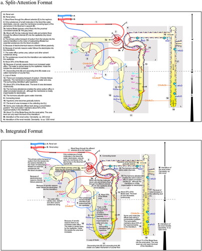 Figure 1. Learning Materials Used in This Study Explaining the Structure and Function of The Nephron. (a) Split-Attention Format; (b) Integrated Format.