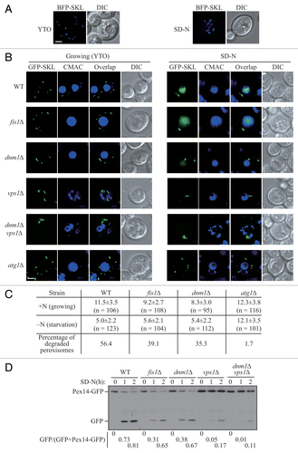 Figure 1. Peroxisomal fission is required for pexophagy. (A) Wild-type yeast cells, transformed with pBFP-SKL (XLY049), were cultured in YTO as described in Materials and Methods to induce peroxisome proliferation, and shifted to SD-N for 2 h. (B) Wild-type (SEY6210), atg1∆ (WHY1), dnm1∆ (KDM1252), fis1∆ (XLY060), vps1∆ (XLY061), and dnm1∆ vps1∆ (XLY062) cells, transformed with pGFP-SKL, were cultured in YTO to induce peroxisome proliferation and shifted to SD-N for 7 h. CellTracker Blue CMAC was used to stain the vacuolar lumen. (C) Quantification of the numbers of peroxisomes in (B). Twelve Z-section images were projected and the number of peroxisomes per cell was determined. Standard deviation was calculated from 3 independent experiments. In (A and C), all of the images are representative pictures from single Z-sections. DIC, differential interference contrast. Scale bar: 2 μm. (D) GFP was tagged at the C terminus of the PEX14 gene on the genome of wild-type (TKYM67), dnm1∆ (KDM1103), fis1∆ (KDM1104), vps1∆ (KDM1105), and dnm1∆ vps1∆ (XLY059) cells. These cells were cultured in YTO to induce peroxisome proliferation and shifted to SD-N for 1 and 2 h. Immunoblotting was done with anti-YFP antibody. The extent of pexophagy was estimated by calculating the amount of free GFP compared with the total amount of intact Pex14-GFP and free GFP.
