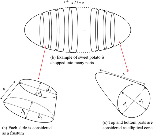 Figure 6. Sweet potato illustration.