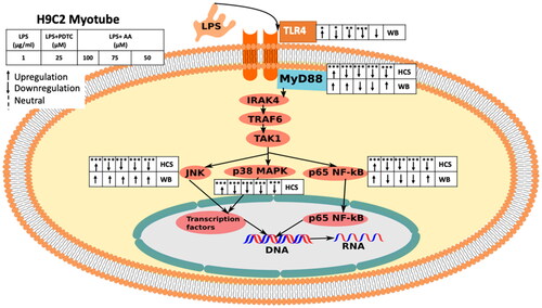 Figure 13. The diagram shows the effects of AA on the LPS-induced MyD88-dependent TLR4 signaling pathway in H9C2 myotubes (HCS and WB). the overall effect of AA on the LPS-stimulated MyD88-dependent The TLR4 signaling pathway is shown in the figure. The diagram shows how TLR4-downstream signaling was monitored in H2C9 in response to LPS stimulation using both HCS and WB analysis. HCS was applied to MyD88, NF-κB, p38, and JNK (immunocytochemistry). NF-κB, JNK, TLR4, MyD88, and NF-κB were all exposed to WB (Immunoblotting). Starting from the left, the groups are LPS (1 µg/mL), LPS(1 µg/mL) + PDTC (25 µM), LPS (1 µg/mL) +AA (50, 75 and 100 µM).