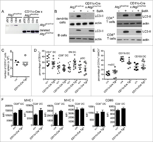 Figure 3. Autophagy is not required for DC development or homeostasis. (A) Atg7-WT or Atg7-DC CKO CD8+ DC, CD4+ DC, CD8− CD4− double-negative (DN) DC and plasmacytoid DC (pDC) were isolated from spleen. Genomic DNA was isolated and PCR performed for the intact loxp-flanked Atg7 allele and the deleted Atg7 allele. (B) Purified Atg7-WT or Atg7-DC CKO DC, B cells, CD4+ T cells and CD8+ T cells were cultured overnight and incubated in the presence or absence of BafA for 2 h. Cell lysates were subjected to SDS-PAGE and immunoblotted for LC3 and actin. (C) CD11c+ DC were purified from Atg7-WT or Atg7-DC CKO spleens. Bar indicates mean. Data pooled from 3 independent experiments. (D) Proportions of CD11c CD4+ DC (CD4 DC), CD11c+ CD8+ DC (CD8 DC), CD11c+ CD4− CD8− DC (DN DC) and CD11c+ CD45RA+ plasmacytoid DC (pDC) present in Atg7-WT or Atg7-DC CKO spleens. Bar indicates mean, each circle represents an individual mouse. (E) Proportions of monocyte-derived DC (moDC), CD11c+ CD11b+ DC (CD11b DC) and CD11c+ CD103+ DC (CD103 DC) present in Atg7-WT or Atg7-DC CKO lung parenchyma. Gating strategies for respiratory tract DC are described in Materials and Methods. Bar indicates mean, each circle represents an individual mouse (F) Expression levels of MHC I, MHC II, and CD86 for immature CD8+ DC and immature CD8− DC isolated from Atg7-WT or Atg7-DC CKO spleens. Data are mean ± 1 SEM, n = 3 or 4 mice per group.