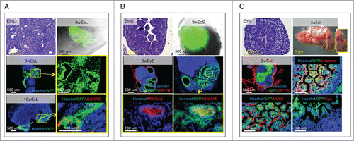 Figure 4. Presence of terminally differentiated, mucus-producing cells in ectopic lung, stomach and intestinal tissues. Each panel shows an H&E staining of a paraffin section of donor mid-embryonic lung (EmL), stomach (EmS) or intestine (EmI); whole-mount jejunal LN 3 weeks after transplantation of lung (3wEcL), stomach (3wEcS) or intestine (3wEcI), and pictures of frozen LN sections stained with specific markers (red) with the presence of GFP+ (green) donor cells. Nuclei were counterstained using Hoechst (blue) (ER-TR7, Reticular Fibroblasts and Reticular Fibers; CgA, chromogranin A) (A-C).