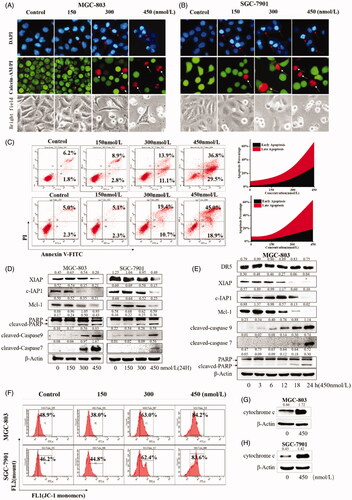 Figure 5. Compound 9i induced apoptosis in MGC-803 and SGC-7901 cells. Density ratios relative to β-Actin were shown on the top of each Western blotting band. (A,B) Gastric cancer cells’ morphology change, cells were stained with DAPI, Calcein-AM/PI or observed in a bright field after the treatment with indicated concentrations of 9i for 48 h; (C). Compound 9i induced MGC-803 and SGC-7901 cells apoptosis at indicated concentrations for 48 h; (D) The levels of apoptosis related proteins in gastric cancer cells after the treatment with indicated concentrations of 9i for 48 h; (E) The levels of apoptosis related proteins in MGC-803 cancer cells after the treatment with 450 nM of 9i for different hours; (F) Mitochondrial membrane potential depolarisation induced by indicated concentrations of 9i in gastric cancer cells for 48 h; (G,H) Level of cytochrome c in the cytoplasm, gastric cancer cells were treated for 48 h with 450 nM of 9i.