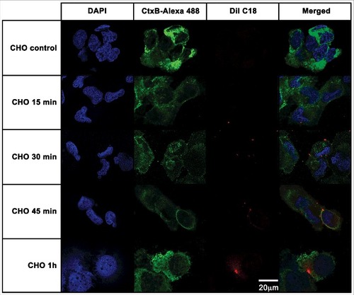 Figure 5. CHO epithelial cells internalization of EVs from A. castellanii. EVs were stained with DiI C18 (red-stained) and incubated with the CHO for different time points. CHO nuclei were stained with DAPI (blue) and the CtxB- Alexa 488 (green) was used to stain the GM1 ganglioside, a lipid raft marker located on the cell membrane. A. castellanii EVs (DiIC18 red labeled) co-localized with the lipid rafts, suggesting association of GM1 on the CHO internalization of EVs. At early time points, EVs can be found in association to the plasma membrane of CHO cells; at 1 h, EVs seem to be distributed or disseminated through the cytoplasm of CHO cells. Results are representative of at least 10 different fields.
