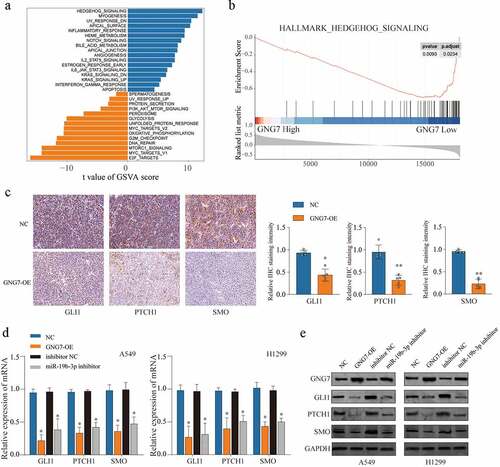 Figure 7. miR-19b-3p/GNG7 axis regulates progression of LUAD through hedgehog signaling the gene set enrichment analysis (a) and the gene set variation t analysis (b) was conducted in TCGA LUAD cohort between GNG7 high expression and GNG7 low expression, and indicated a significant correlation between GNG7 and Hedgehog pathway. (c) IHC staining for the change of SMO, GLI1 and PTCH1 levels after GNG7 overexpression. (d-e) Expression change of mRNA and protein levels of SMO, GLI1 and PTCH1 in A549 and H1299 cells which transfected with GNG7 overexpression plasmid or miR-19b-3p inhibitor, respectively. Error bar represents the mean ± SD of three independent experiments. **p < 0.0005