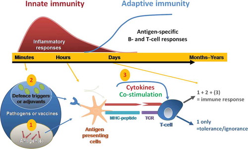 Figure 1. Current model of innate control of adaptive immunity. Adapted from Ishii et al. Curr Pharm Des 2006;12: 4135–42 © Bentham Science Publishers. Reproduced with permission. Immune responses to infection occur over a timescale of minutes to years (upper graph). Innate immune responses act minutes after infection, begin to clear the pathogen, and lasts for several days. While the adaptive immune responses are mount during the following weeks to generate a long lasting immunological memory. Minutes after a pathogen or vaccine enters the body, antigens are detected by the immune system (lower graph). Antigen-presenting cells take up, process and present these antigens to T cells. This first signal (1) is antigen-specific. It is provided through the T cell receptor which interacts with peptide-MHC molecules on the membrane of antigen presenting cells (APC). When additional signals (2) (pathogen defence triggers or adjuvants) are also recognized by pattern recognition receptors, pro-inflammatory cytokine production and up-regulation of co-stimulatory molecules occur (3). APCs activated by signals (1 + 2 (3)) promote naïve T cells to initiate adaptive immune responses, including T cell help for B cells and development of immune memory. Vaccine adjuvants can mimic immune defence triggers bore by pathogens (2) and contribute to elicit the activation of T-cells by antigen-presenting cells. Activation of T cells without defence triggers and co-stimulatory molecules/cytokines (ie. only signal (1)) may lead to tolerance/ignorance.