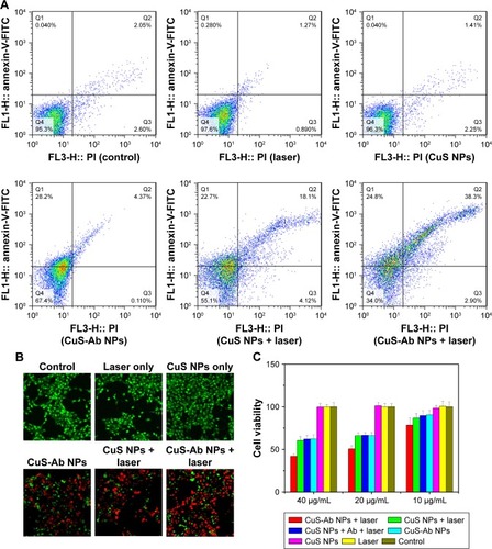 Figure 3 Cytotoxicity and cellular uptake of CuS NPs in vitro.Notes: (A) The cytotoxicity of NPs was evaluated by flow cytometry after co-culture with 4T1 cells. (B) Cell viability in each group was evaluated by calcein AM/PI co-staining with or without 1,064 nm laser irradiation (magnification: 40× objective; calcein AM, green indicates living cells; PI, red indicates dead cells). (C) Viability of 4T1 cells in all groups with or without CuS NPs at different concentrations in the presence or absence of irradiation. (D) Viability of HUVECs was assessed by MTT without laser irradiation. (E) Cellular uptake of CuS NPs and CuS-Ab NPs was observed by laser scanning confocal microscopy (60×, oil objective). Green indicates FITC-CuS NPs and FITC-CuS-Ab NPs; red indicates lysosomes; blue indicates cell nuclei. All data represent mean values (n=3).Abbreviations: calcein AM, calcein-acetoxymethyl ester; CuS NP, CuS nanoparticle; CuS-Ab NP, cetuximab-modified CuS NP; FITC, fluorescein isothiocyanate; HUVEC, human umbilical vein endothelial cell; PI, propidium iodide.