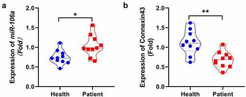 Figure 1. Expression of miR106a and Connexin43 in SNHL patients. MiR-106a was significantly upregulated, connexin 43 was reduced in SNHL patients. The level of miR-106a in the peripheral blood of SNHL patients and health subjects was determined by RT-PCR. The connexin43 was detected by ELISA. (*p < 0.05, **p < 0.01 vs. Health).