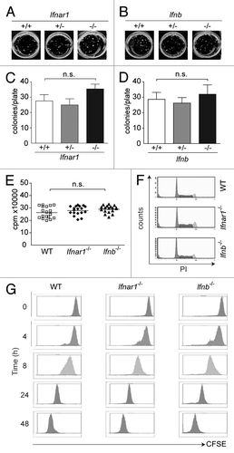 Figure 2. Characterization of B lymphoid transformation, proliferation and cell cycle-profiles in the absence of Type I IFN signaling. A-MuLV–induced colony formation of (A) WT, Ifnar1+/−, Ifnar1−/− and (B) WT, Ifnb+/−, Ifnb−/− bone marrow cells in methylcellulose. Summarized data obtained from A-MuLV–induced colony formation assays of (C) WT, Ifnar1+/−, Ifnar1−/− and (D) WT, Ifnb+/−, Ifnb−/− bone marrow cells showed non-significant (n.s.) differences. Data represent means ± SEM of four samples (one representative experiment out of three is shown). (E) [3H]Thymidine incorporation of bone marrow–derived WT (26.23 cpm ± 1.09; n = 18), Ifnar1−/− (27.93 cpm ± 0.86; n = 18) and Ifnb−/− (28.96 cpm ± 0.69; n = 18) A-MuLV–transformed cell lines. Data revealed no differences and summarize results of three independent experiments (means ± SEM). (F) Representative cell cycle profiles of A-MuLV transformed WT, Ifnar1−/− and Ifnb−/− bone marrow cell lines analyzed by FACS (sub-G1: WT: 6.5% ± 0.4; Ifnar1−/−: 4.5% ± 1.3; Ifnb−/−: 5.4% ± 0.6; G0/G1: WT: 42.4% ± 2.5; Ifnar1−/−: 31.4% ± 2.1; Ifnb−/−: 38.1% ± 3.9; S-phase: WT: 34.0% ± 1.8; Ifnar1−/−: 41.4% ± 2.7; Ifnb−/−: 36.3% ± 0.8; G2/M: WT: 17.1% ± 0.8; Ifnar1−/−: 23.0% ± 0.7; Ifnb−/−: 20.2% ± 3.7). Data revealed no differences and represent means ± SEM (G) CFSE dye dilution assay. Tumor cells were labeled with CFSE and cultured for up to 48 h without cytokines in standard culture medium. After 4, 8, 24 and 48 h, cells were harvested and the incremental loss of CFSE intensity corresponding to cell divisions was analyzed by flow cytometry.