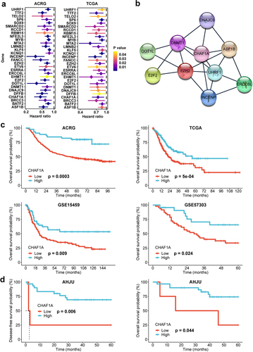Figure 1. Hub gene selection. (a) genes associated with chromatin and favorable prognosis in GC from the ACRG and TCGA cohorts. (b) CHAF1A and UHRF1 were identified as the highest linkage hub genes in the protein-protein interaction analysis. (c) overall survival (OS) analysis for CHAF1A in GC from the ACRG, TCGA, GSE15459, and GSE57303 cohorts. (d) OS and disease-free survival analysis for CHAF1A in the AHJU cohort. GC: gastric cancer; ACRG: Asian cancer Research Group; AHJU: Affiliated Hospital of Jiangsu University; TCGA: the cancer genome atlas.
