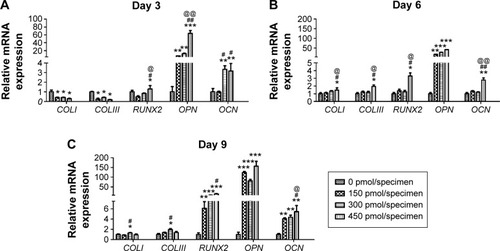 Figure 8 Relative expression levels of COLI, COLIII, RUNX2, OPN, and OCN by hBMMSCs cultured on different samples on days 3 (A), 6 (B), and 9 (C).Notes: After transfection, the medium was changed to fresh medium, and the cells were cultured for another 24 hours. The medium was then changed to osteogenic medium, and the cells were cultured for 3, 6, and 9 days. All of the values were normalized to the GAPDH level. *P<0.05, **P<0.01, and ***P<0.001, respectively, versus the naked MAO surface; #P<0.05 and ##P<0.01, respectively, versus the 150 pmol miR-21 specimen group; @P<0.05 and @@P<0.01, respectively, versus the 300 pmol miR-21 specimen group.Abbreviations: hBMMSCs, human bone marrow mesenchymal stem cells; COLI, collagen type Iα1; COLIII, collagen type IIIα1; RUNX2, runt-related transcription factor 2; miR-21, microRNA-21; OPN, osteopontin; OCN, osteocalcin; MAO, microarc oxidation.