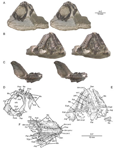 Figure 2. Anterior portion of the skull and lower jaws of the holotype specimen (USNM PAL 722041, ‘skull block’) of Opisthiamimus gregori gen. et sp. nov. A–C, extended depth of field stereophotopairs in A, dorsal, B, ventral and C, right lateral views. D–F, interpretive camera lucida drawings for A–C, respectively. Abbreviations: Co, coronoid; Den, dentary; den.can.t, dentary successional caniniform tooth; den.co.pr, coronoid process of the dentary; den.sym.s, symphyseal surface of the dentary; Ecpt, ectopterygoid; ?Ept, possible epipterygoid; Fr, frontal; Jug, jugal; Mx, maxilla; mx.can.t, successional caniniform tooth of the maxilla; Na, nasal; orb, orbit; Pal, palatine; pal.t, palatine tooth; Par, parietal; Pmx, premaxilla; Pofr, postfrontal; Porb, postorbital; Prfr, prefrontal; Pt, pterygoid; Sq, squamosal; Vo, vomer; vo.t, vomer tooth.