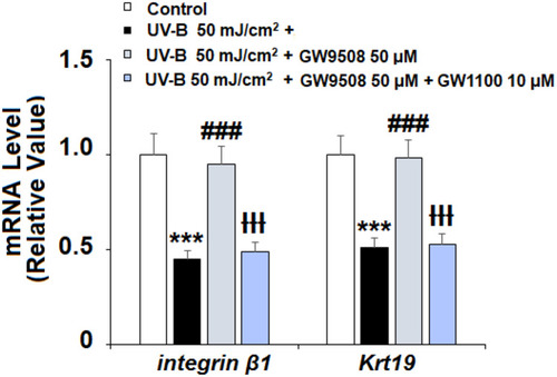 Figure 8 The effects of GW9508 in maintaining the capacities of ESCs are dependent on Gpr40. Cells were exposed to UV-B (50 mJ/cm2) in the presence or absence of GW9508 (50 μM) or the Gpr40 antagonist GW1100 (10 μM). mRNA of integrin β1 and Krt19 was detected with real-time PCR (***, P<0.001 vs vehicle control; ###, P<0.001 vs UV-B group; ƗƗƗ, P<0.001 vs UV-B +GW9508 group, n=4).
