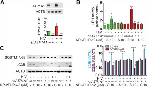 Figure 8. RNA interference of ATP1A1 inhibits NP-vFLIP-α2-induced cell death in chronically infected macrophages. (a) At 5 days p.i., macrophages were transduced with shATP1A1 and nonspecific shRNA. The efficiency of RNAi knockdown was assayed by western blot analysis for ATP1A1 expression. A representative western blot and quantification are shown. (b) Chronically HIV-infected macrophages were treated with a single dose of NP-vFLIP-α2 and cultured for an additional 24 h. Culture supernatants were collected and analyzed for cytotoxicity using LDH assay. (C) Representative image of harvested cell lysates evaluated for autophagy by western blot. Data are derived from 4 different donors and reported as means ± s.e.m. S stands for 10 µM nanoformulated Tat-vFLIP-α2 scrambled peptides. * P < 0.05, ** P < 0.01, *** P < 0.001.