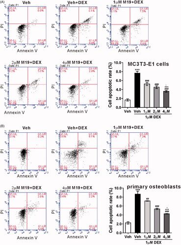 Figure 1. M19 improves dexamethasone-induced apoptosis of osteobalsts. MC3T3-E1 cells (A) and primary osteoblasts (B) were pretreated with different doses of M19 (1, 2 and 4 µM) or vehicle (Veh, DMSO) for 1 h, and then exposed to 1 µM dexamethasone (DEX) for 48 h. Cell apoptosis was assessed by Annexin V/PI staining and flow cytometry analysis. Cells treated with vehicle (Veh, DMSO) only were used as negative control. All data are presented as the mean ± standard deviation. n = 3 independent experiments. ***p < .001 vs. Veh; ###p < .001 vs. Veh + DEX; +++p < .001 vs. 1 µM M19 + DEX; -p < .05 vs. 2 µM M19 + DEX.