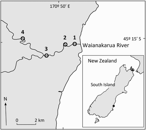 Figure 1. Map indicating locations of bluegill bully (Gobiomorphus hubbsi) nest searches on the Waianakarua River, South Island, New Zealand.