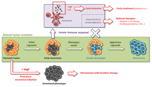 Figure 1. Therapeutic options against dormant and recurrent tumors. After the first-line treatment of the primary disease, cancer cells generally enter an extended period of dormancy. The evolution to an aggressive recurrence involves extensive phenotypic changes which result, in part at least, from the pressure of an innate immune responses targeting a rapidly expanding mass of cells. Understanding these phenotypic progression allows for the rational design of efficient therapies (in red). Dormant malignancies could first be uncovered upon premature reactivation by vascular endothelial growth factor (VEGF), and subsequently retreated efficiently with the frontline treatment used against the primary tumor. Dormant disease could also be treated using immunotherapeutic strategies that target the innate immune system, such as type I interferon, but only before the acquisition of a phenotype that in not susceptible to innate immune effectors is complete. Alternatively, the initiation of recurrence could be detected by markers of an ongoing immune response, for instance the circulating levels of VEGF and interleukin-6 (IL-6), guiding clinicians toward to the use of alternative therapies that efficiently target tumors insensitive to innate immune effectors.