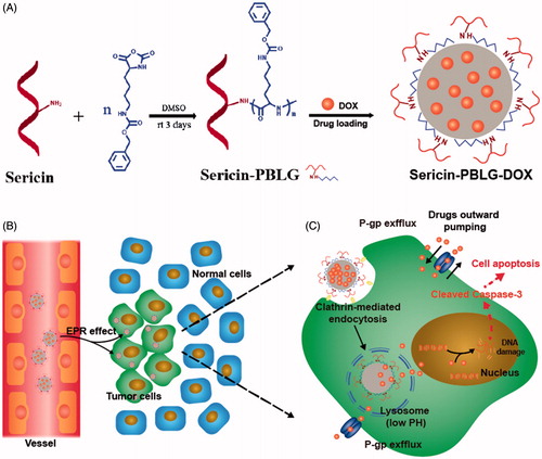 Scheme 1. (A) The preparation scheme for sericin-PBLG-DOX micelles. (B) The permeability and retention (EPR) effect of sericin-PBLG-DOX in cancer region. (C) The working routine of sericin-PBLG-DOX during the treatment for drug resistance tumor cells.