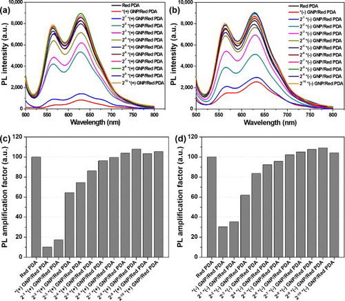 Figure 2. PL spectra of (a) (+) GNP/Red PDA and (b) (–) GNP/Red PDA after addition of diluted GNP solution to Red PDA solution at λex = 470 nm. *(+) GNP means stock (+) GNP solution of 5.16 × 10−12 M, *(–) GNP means stock (–) GNP solution of 3.34 × 10−12 M. 2−x *GNP states 1/2x dilution of *GNP solution. PL amplification factor is the relative value of transformed PL intensity of each sample at λem = 628 nm, considering PL intensity of pure Red PDA to be 100.