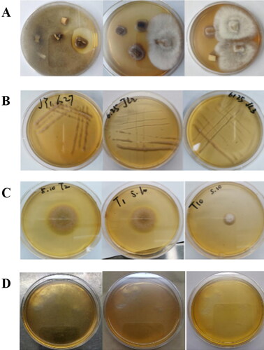 Figure 1. Isolation of endophytic fungi from Panax ginseng. Representative images. The purchased ginseng roots were washed and disinfected with 75% alcohol; then they were sliced and incubated for culture on a PDA medium supplemented with 100 mg/L ampicillin at 28 °C. (A) Screening endophytic fungi from ginseng roots. (B) Plate streaking to obtain single colonies. (C) Single colonies of endophytic fungi. (D) The rinse solution after the last disinfection of ginseng root as a negative control.