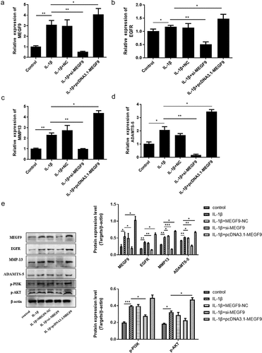 Figure 4. Overexpression of MEGF9 promotes cartilage degradation and activates PI3K/AKT signaling pathway. The mRNA levels of MEGF9 (a), EGFR (b), MMP13 (c), and ADAMTS-5 (d); and the western blot and quantitative analysis (e) of MEGF9, EGFR, MMP13, ADAMTS-5, p-PI3K and p-AKT in OA cells with different treatments. *P < 0.05, **P < 0.01, ***P < 0.001
